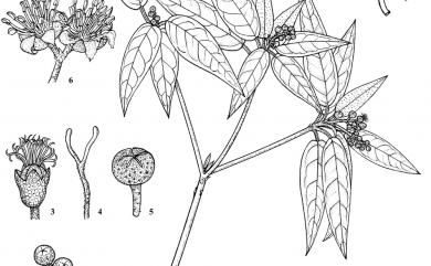 Croton cascarilloides 裏白巴豆