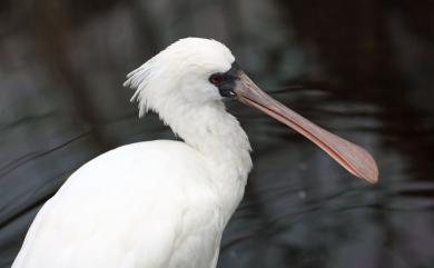 Platalea minor Temminck & Schlegel, 1849 黑面琵鷺