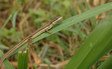 Takydromus formosanus Boulenger, 1894 臺灣草蜥