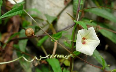 Xenostegia tridentata 戟葉菜欒藤