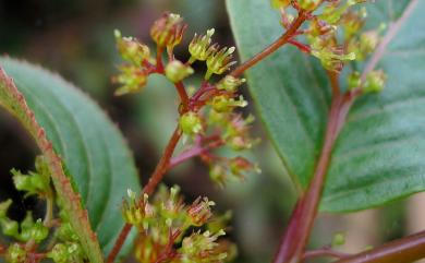 Perrottetia arisanensis Hayata 佩羅特木