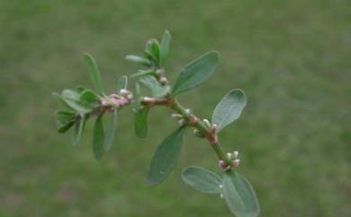 Polygonum plebeium 假扁蓄