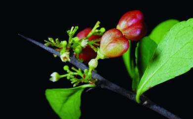 Maytenus diversifolia (Maxim.) Ding Hou 北仲