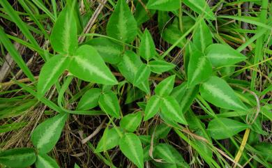 Desmodium intortum (Mill.) Urb. 西班牙三葉草