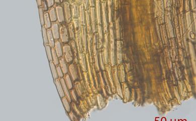 Grimmia elongata G. Kaulf., 1816 長枝紫萼苔