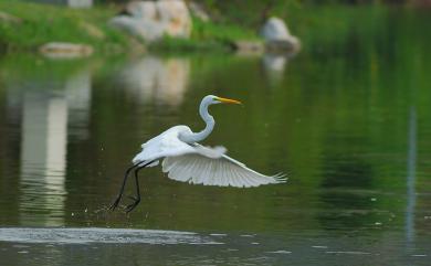 Ardea alba modesta J. E. Gray, 1831 大白鷺