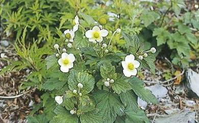 Anemone vitifolia var. matsudae 小白頭翁