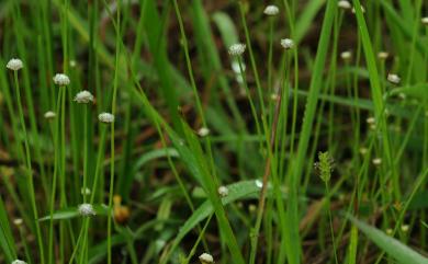 Eriocaulon nantoense Hayata 南投穀精草