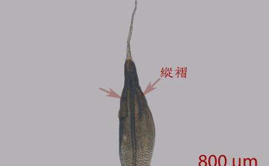 Coscinodon cribosus (Hedw.) Spruce, 1849 小孔篩齒苔