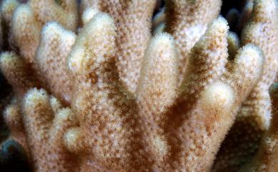 Sinularia densa (Whitelegge, 1897) 密集指形軟珊瑚