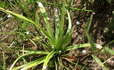 Eriocaulon sexangulare 大葉穀精草