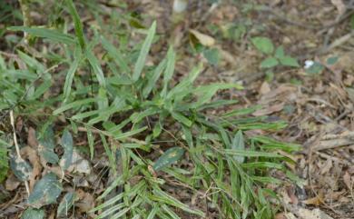 Lindsaea ensifolia Sw. 箭葉鱗始蕨