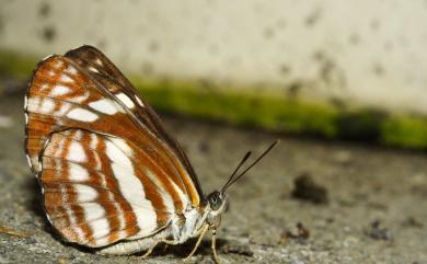 Neptis soma tayalina Murayama & Shimonoya, 1968 斷線環蛺蝶