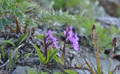 Ponerorchis kiraishiensis (Hayata) Ohwi 紅小蝶蘭