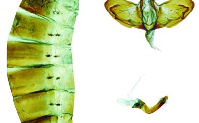 Papilio agestor matsumurae Fruhstorfer, 1908 斑鳳蝶