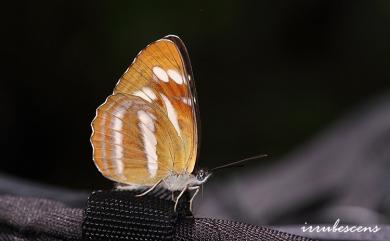 Neptis sylvana esakii Nomura, 1935 深山環蛺蝶