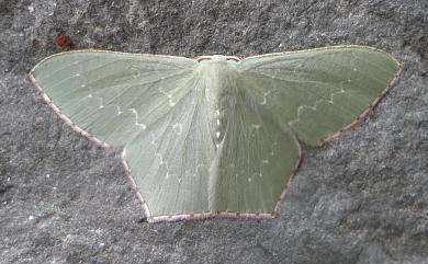 Hemistola orbiculosa Inoue, 1978 四圈無繮青尺蛾