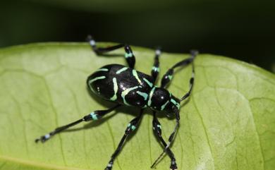 Doliops similis Miwa & Mitono, 1933 偽硬象天牛