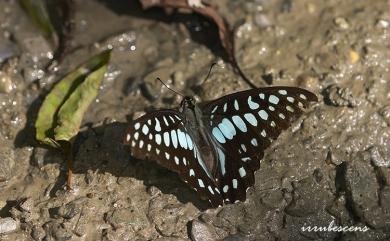 Graphium doson postianus 木蘭青鳳蝶