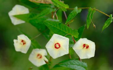 Xenostegia tridentata 戟葉菜欒藤