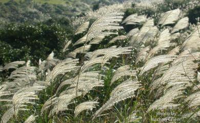 Miscanthus sinensis Andersson 芒