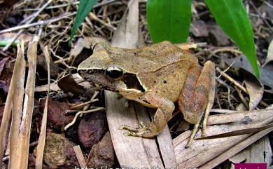 Rana longicrus Stejneger, 1898 長腳赤蛙