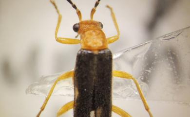 Malthinellus crenulatomimus (Wittmer, 1984) 橙楯長鞘尖鬚菊虎