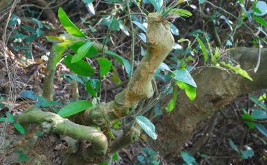 Capparis sikkimensis subsp. formosana (Hemsl.) Jacobs 山柑