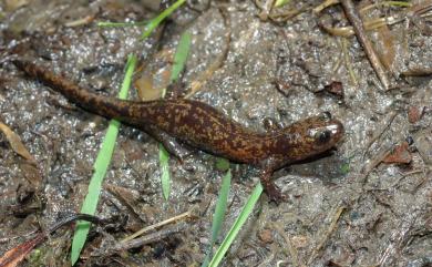 Hynobius formosanus Maki, 1922 臺灣山椒魚