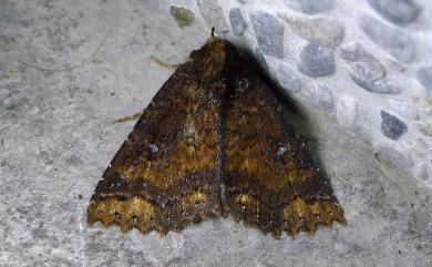 Hypersypnoides punctosa (Walker, 1865)