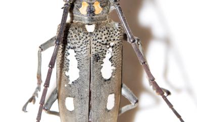 Batocera rubus albofasciata (De Geer, 1775) 白條無花果天牛