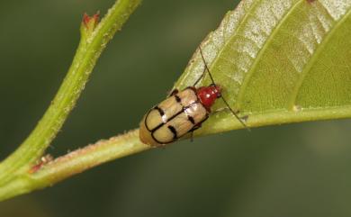 Paleosepharia excavata (Chujo, 1938) 凹翅螢金花蟲