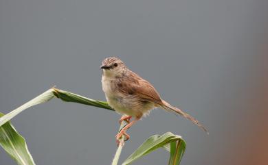 Prinia crinigera striata Swinhoe, 1859 斑紋鷦鶯