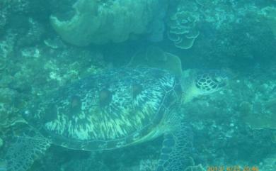 Chelonia mydas (Linnaeus, 1758) 綠蠵龜