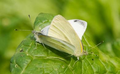 Pieris rapae crucivora Boisduval, 1836 白粉蝶