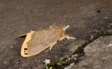 Euproctis magna (Swinhoe, 1891) 褐黃毒蛾