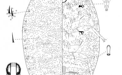 Planococcus minor (Maskell, 1897) 太平洋臀紋粉介殼蟲