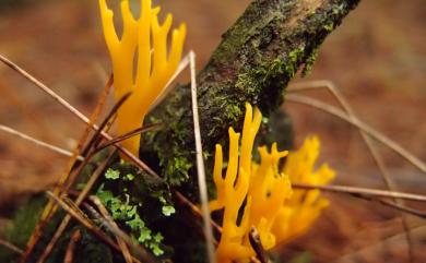 Calocera viscosa 黏膠角耳