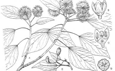 Hedera rhombea var. formosana (Nakai) H.L.Li 臺灣常春藤