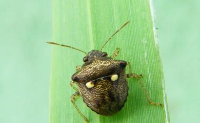 Eysarcoris guttigerus (Thunberg, 1783) 圓白星椿象