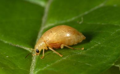 Monolepta gracilipes Chujo, 1938 黃長腳螢金花蟲