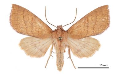 Tiliacea tatachana (Chang, 1991) 塔塔加秋冬夜蛾