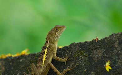 Diploderma swinhonis (Günther, 1864) 斯文豪氏攀蜥