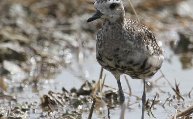 Pluvialis fulva (Gmelin, JF, 1789) 太平洋金斑鴴