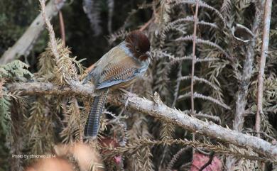 Actinodura morrisoniana Ogilvie-Grant, 1906 紋翼畫眉