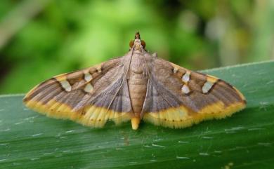 Prophantis adusta Inoue, 1986 黃緣狹翅野螟