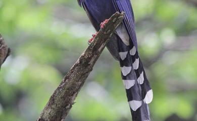 Urocissa caerulea Gould, 1863 臺灣藍鵲