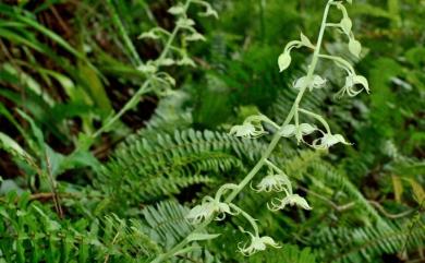 Habenaria petelotii Gagnep. 毛唇玉鳳蘭