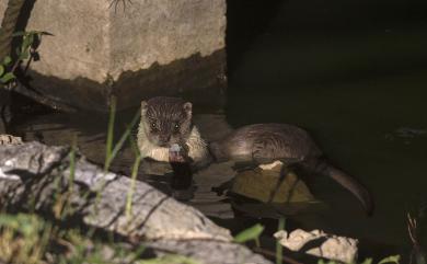 Lutra lutra chinensis Gray, 1837 水獺