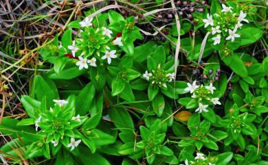 Lysimachia mauritiana 茅毛珍珠菜